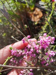 Erica trichadenia