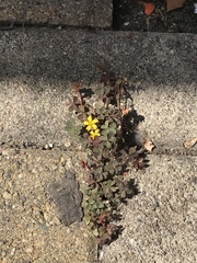 Oxalis corniculata