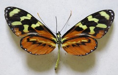 Mechanitis polymnia lycidice