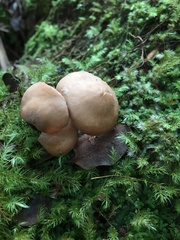 Rhodocollybia laulaha