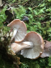 Rhodocollybia laulaha
