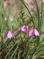 Tetratheca ericifolia