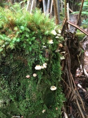 Marasmiellus hapuuarum