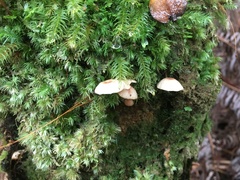 Marasmiellus hapuuarum