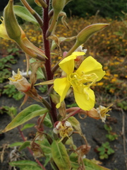 Oenothera wolfii