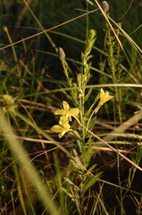 Oenothera rhombipetala