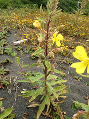 Oenothera wolfii