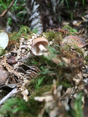 Rhodocollybia laulaha