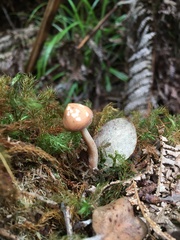 Rhodocollybia laulaha