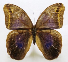 Eryphanis aesacus