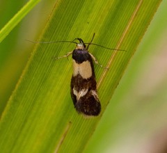 Eulechria periphanes