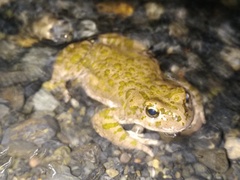 Bufotes pewzowi