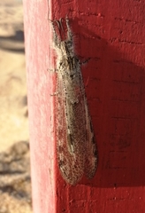 Acanthaclisini