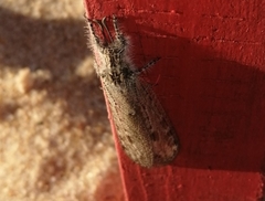 Acanthaclisini