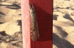 Acanthaclisini