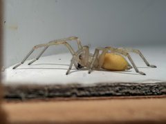 Cheiracanthium