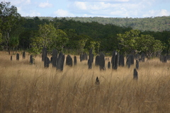 Amitermes meridionalis