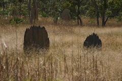 Amitermes meridionalis