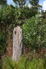 Amitermes meridionalis