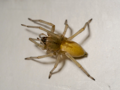 Cheiracanthium