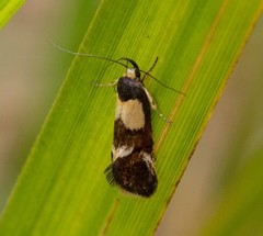 Eulechria periphanes