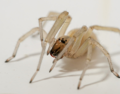 Cheiracanthium