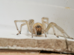 Cheiracanthium