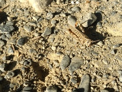 Calliptamus barbarus barbarus