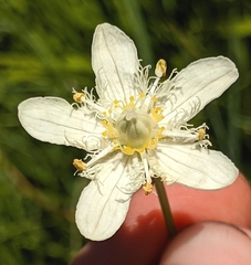 Parnassia cirrata intermedia