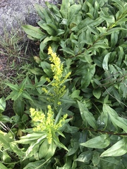 Solidago simulans