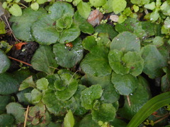 Chrysosplenium pilosum