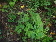 Sanicula chinensis