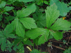 Sanicula chinensis