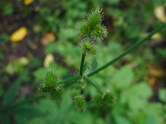 Sanicula chinensis