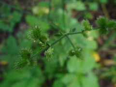 Sanicula chinensis