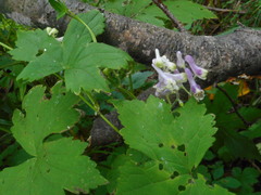 Aconitum alboviolaceum
