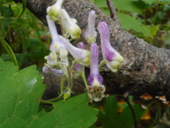 Aconitum alboviolaceum