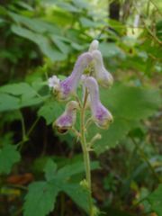 Aconitum alboviolaceum