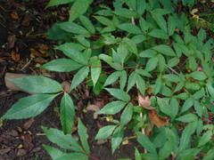 Acer mandshuricum