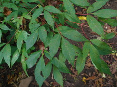 Acer mandshuricum