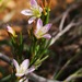 Heliophila scoparia scoparia - Photo (c) Ismail Ebrahim, μερικά δικαιώματα διατηρούνται (CC BY-NC), uploaded by Ismail Ebrahim