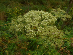 Angelica dahurica