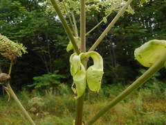 Angelica dahurica