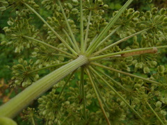 Angelica dahurica