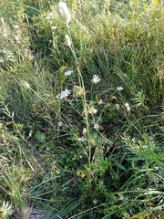 Daucus carota