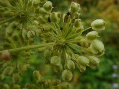 Angelica dahurica