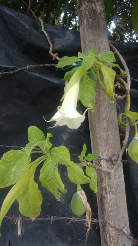 Angel's Trumpet