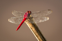 Orthemis schmidti