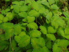 Potentilla centigrana