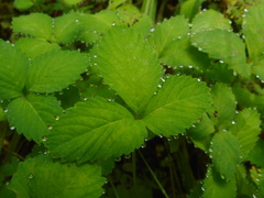 Potentilla centigrana